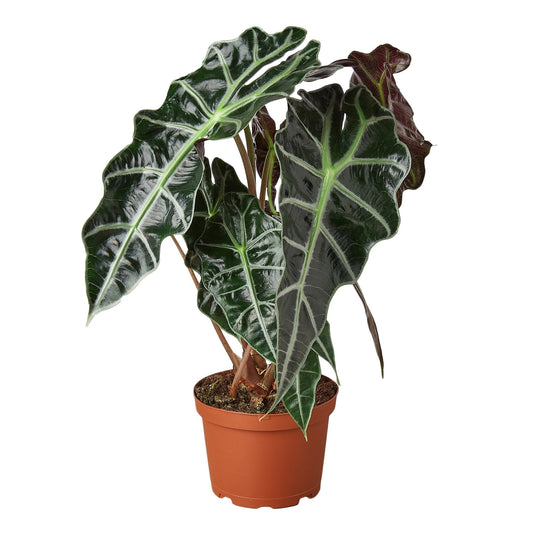 Alocasia Polly 'African Mask' - Fleurish Plant Care, LLC