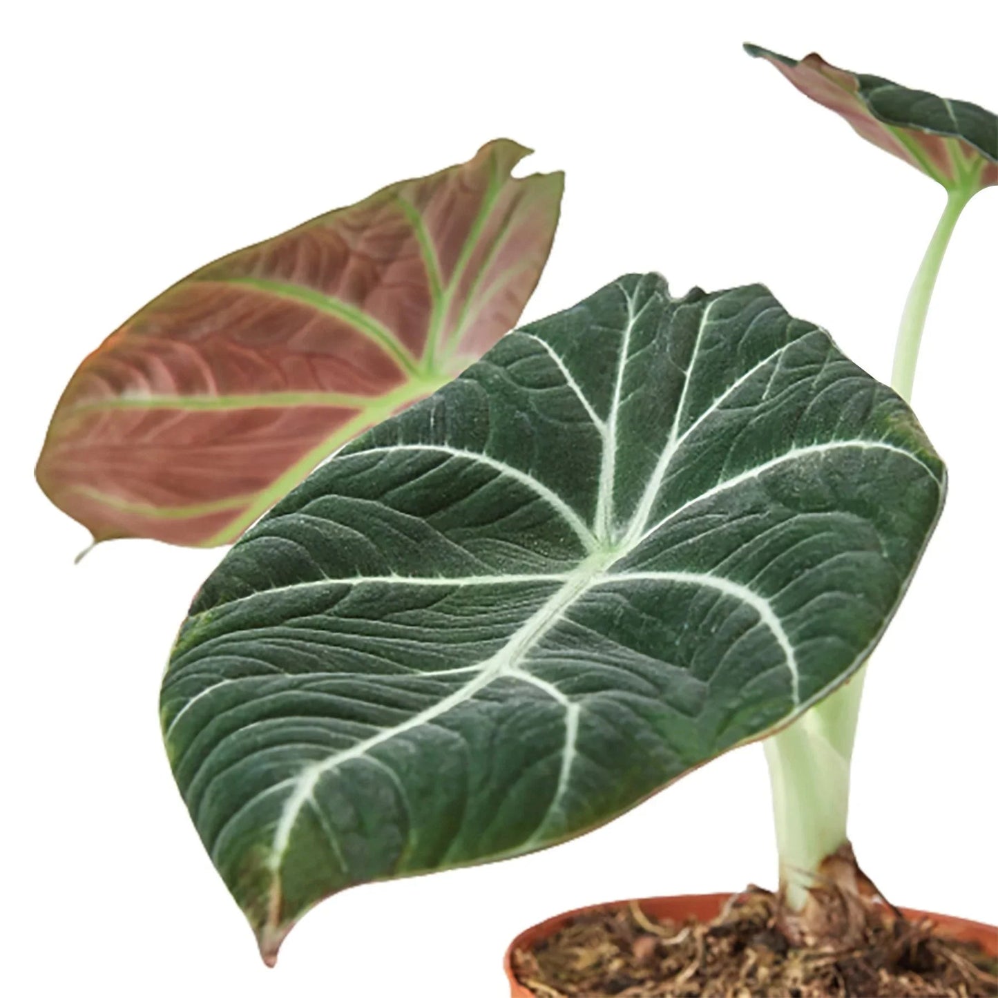 Alocasia Reginula 'Black Velvet' - Fleurish Plant Care, LLC