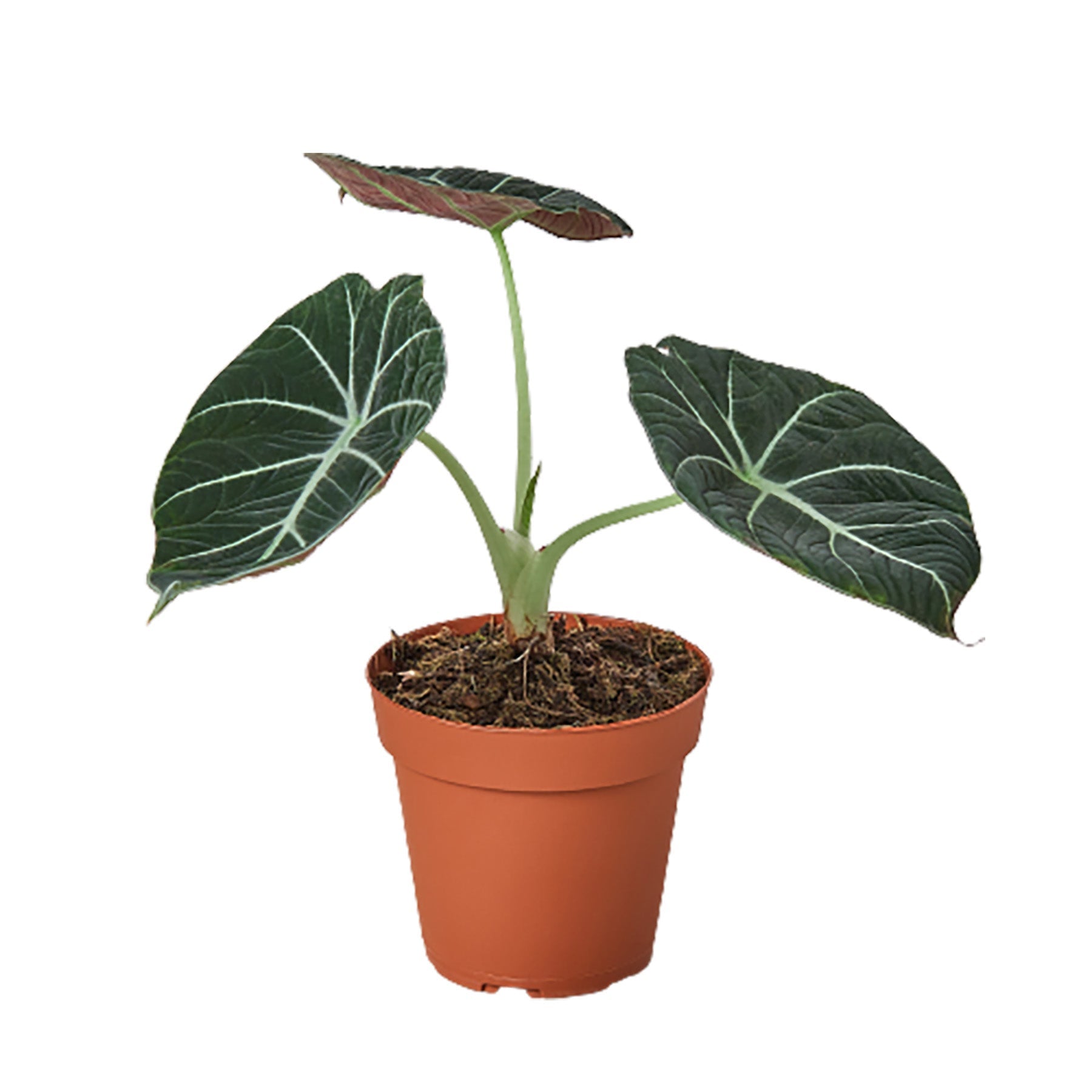 Alocasia Reginula 'Black Velvet' - Fleurish Plant Care, LLC
