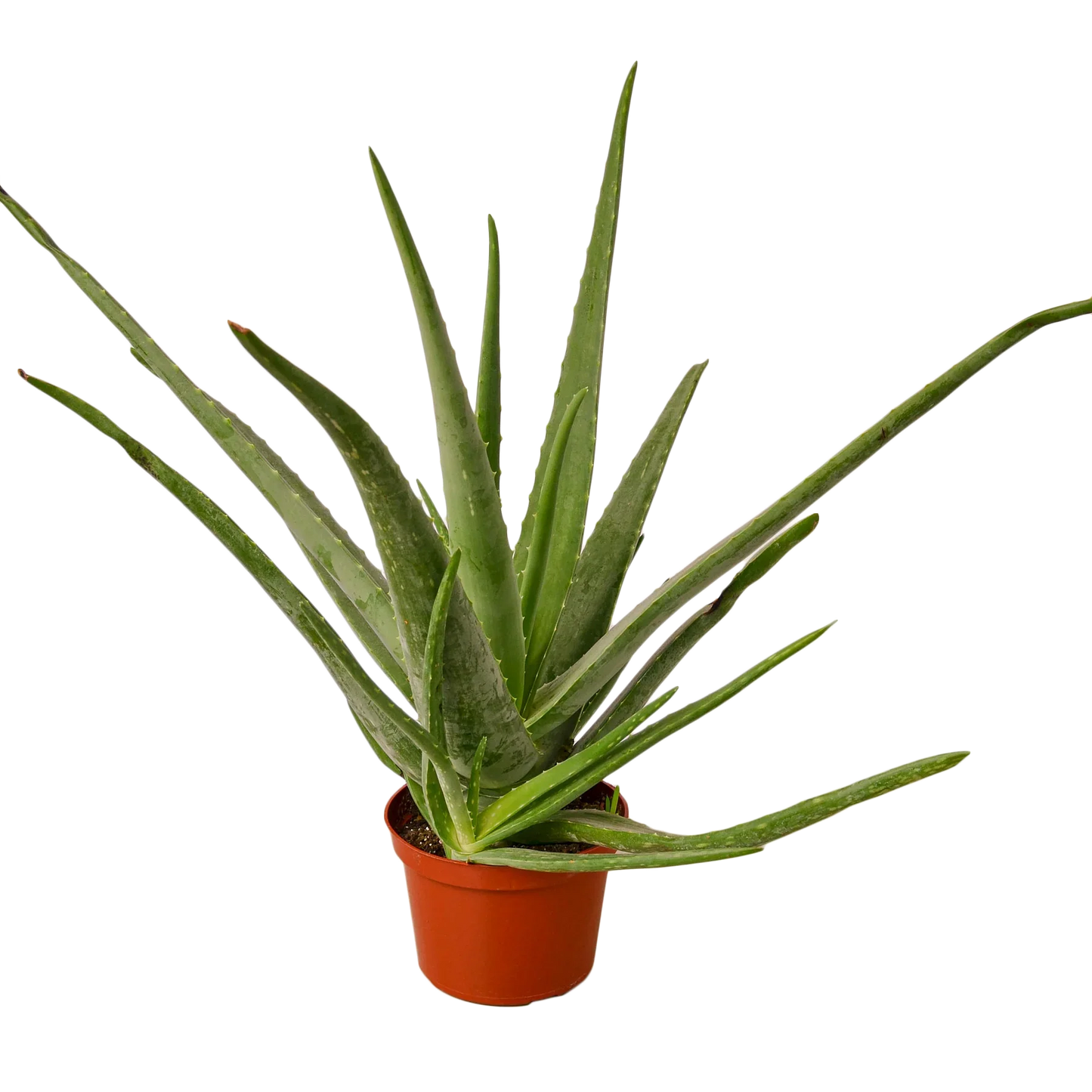 Aloe Vera - Fleurish Plant Care, LLC