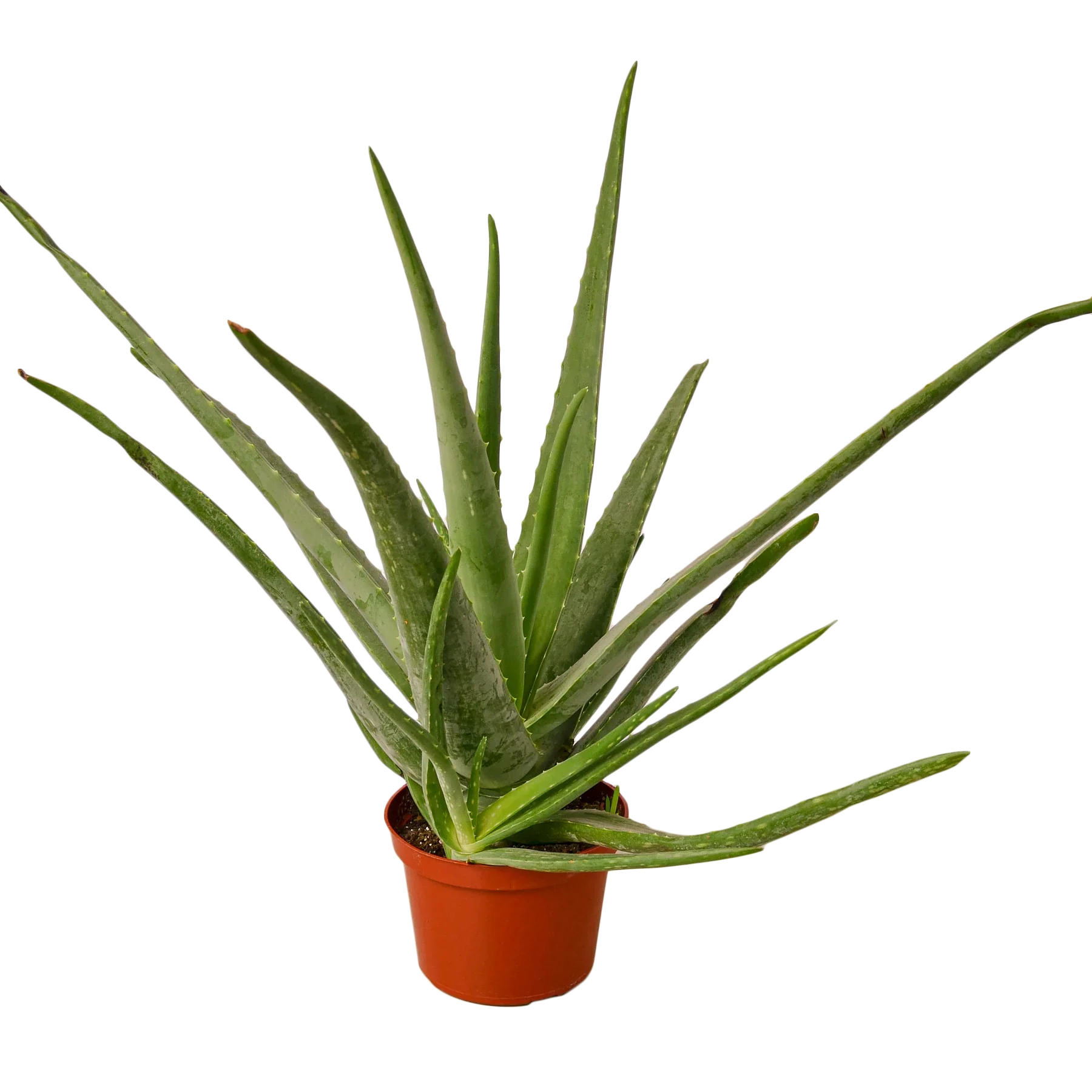 Aloe Vera - Fleurish Plant Care, LLC