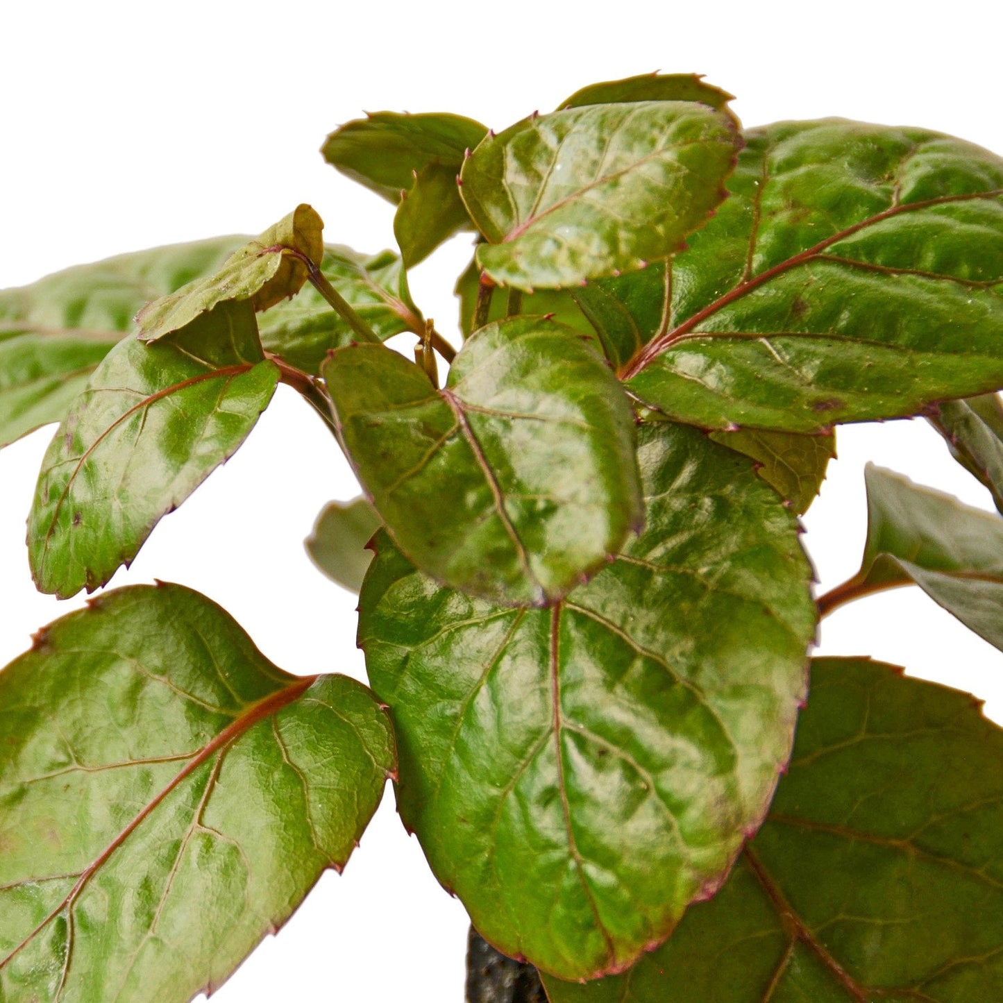 Aralia Fabian Stump 'Polyscias Scutellaria' - Fleurish Plant Care, LLC