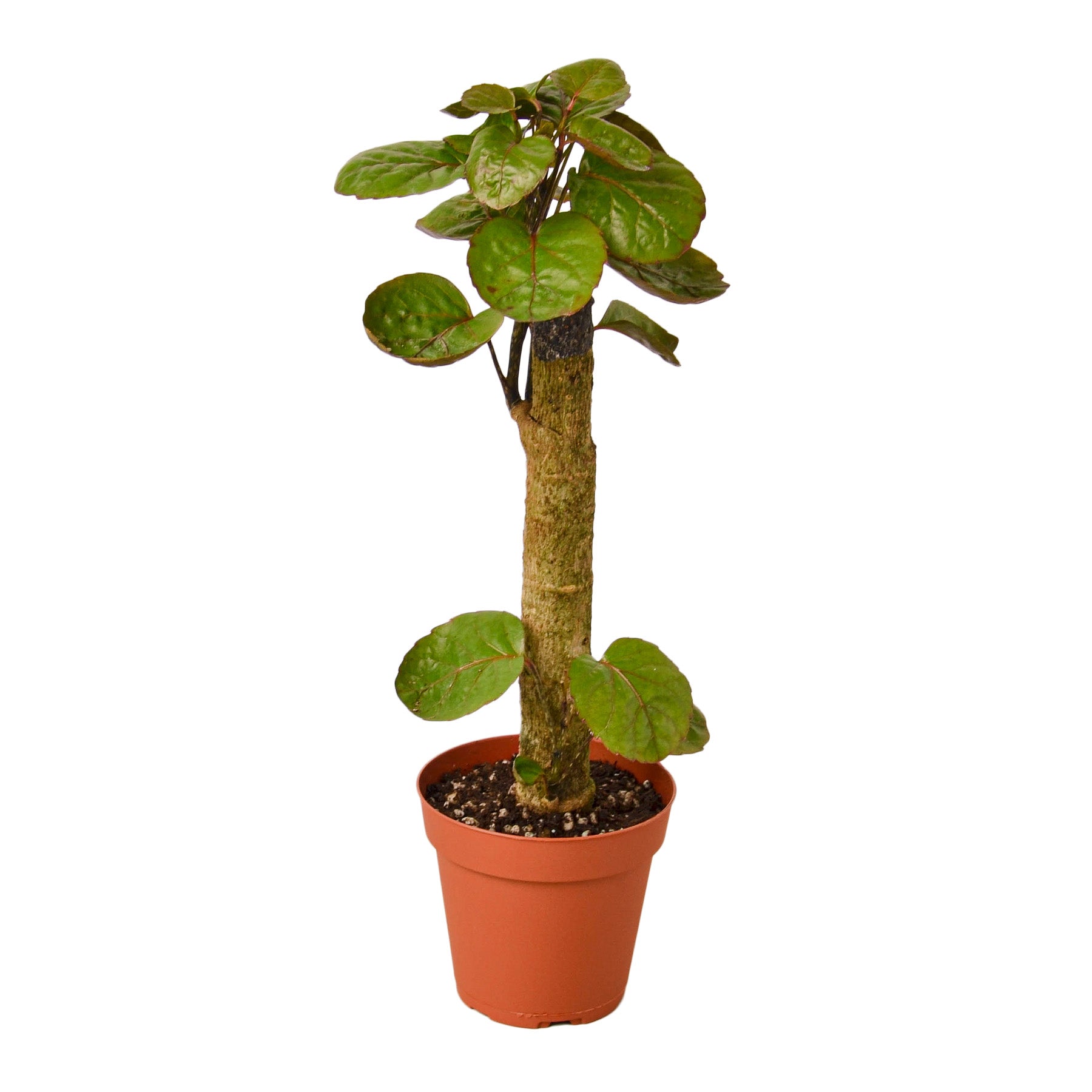 Aralia Fabian Stump 'Polyscias Scutellaria' - Fleurish Plant Care, LLC