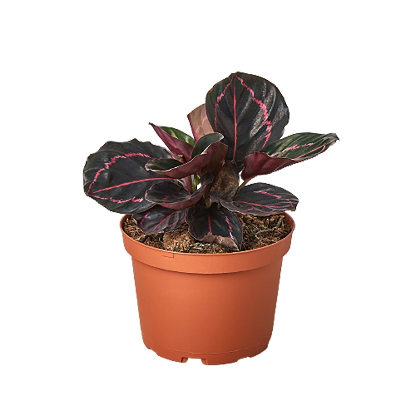 🐾Calathea 'Dottie'