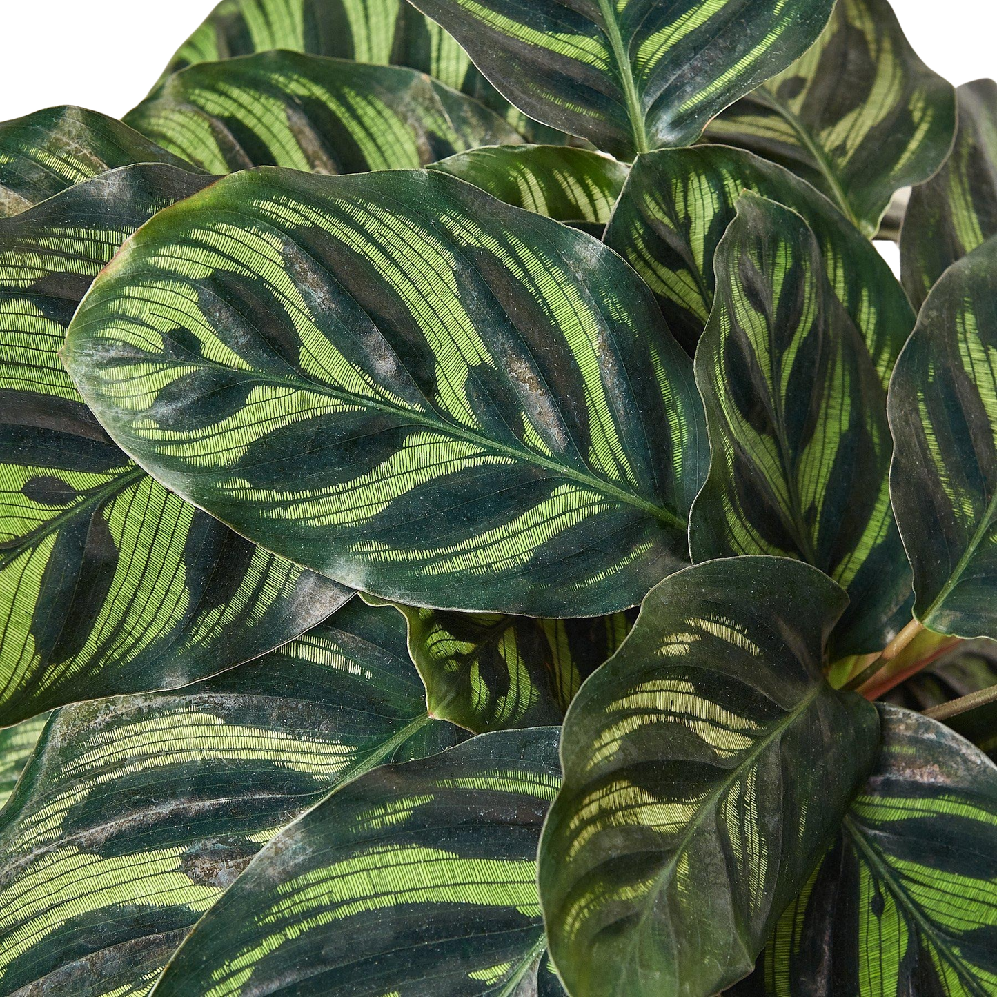 Calathea 'Makoyana'
