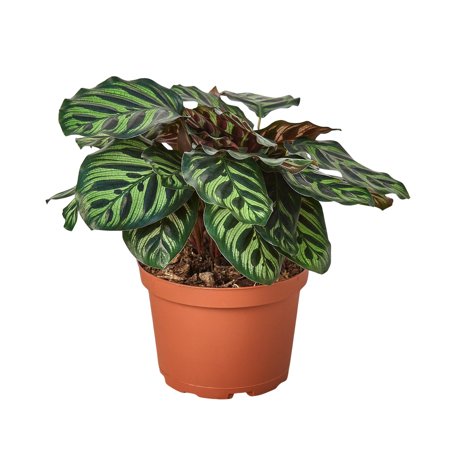 Calathea 'Makoyana'