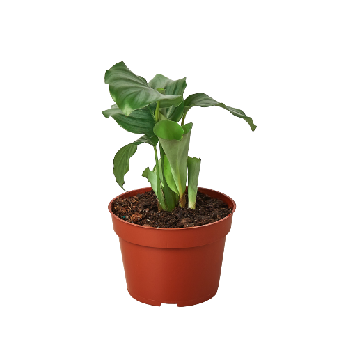 🐾Calathea 'Orbifolia'