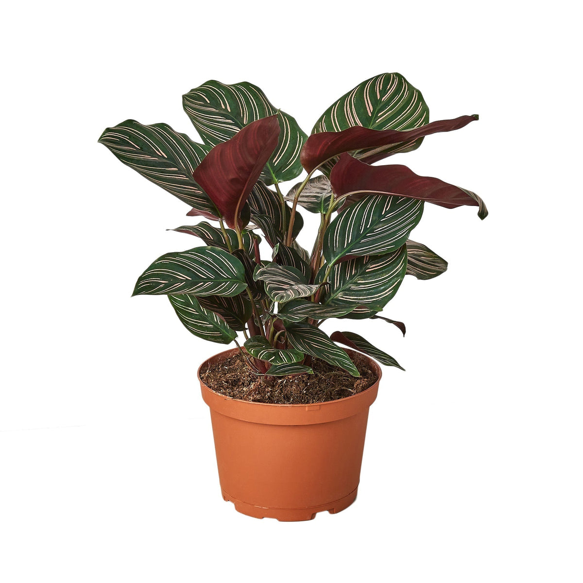 🐾Calathea 'Ornata' - 6" Pot - NURSERY POT ONLY