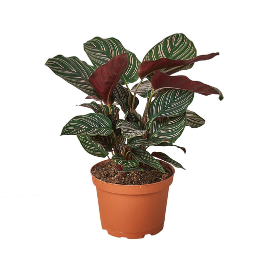 🐾Calathea 'Ornata' - 6" Pot - NURSERY POT ONLY