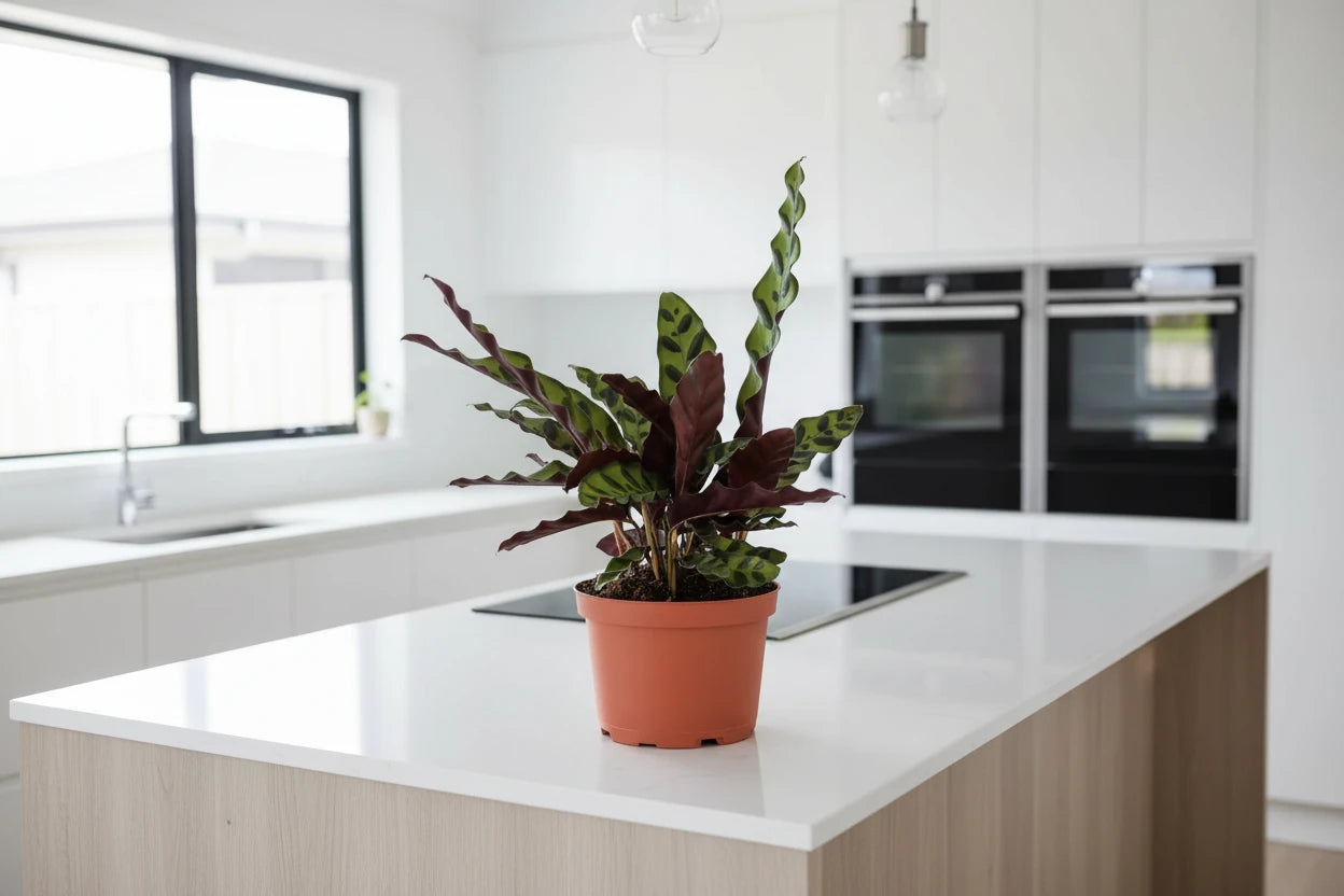 Calathea Lancifolia 'Rattlesnake'