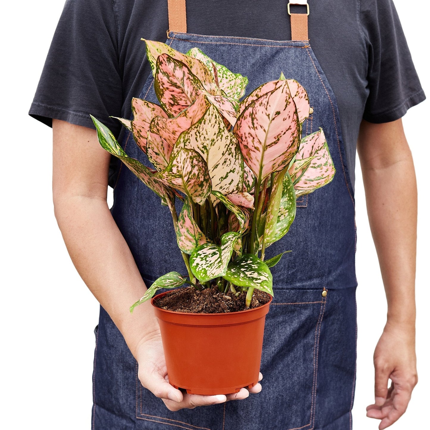 Chinese Evergreen 'Lady Valentine' - Fleurish Plant Care, LLC