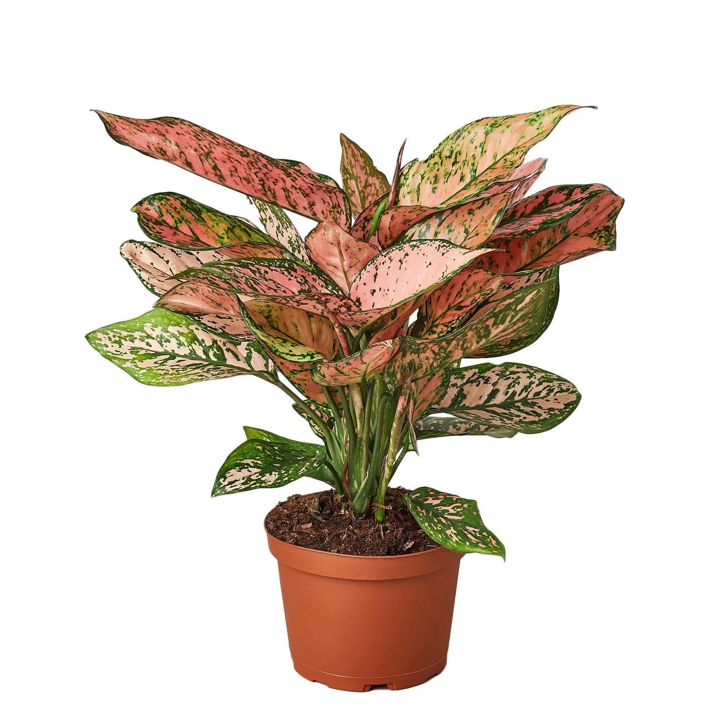 Chinese Evergreen 'Lady Valentine' - Fleurish Plant Care, LLC