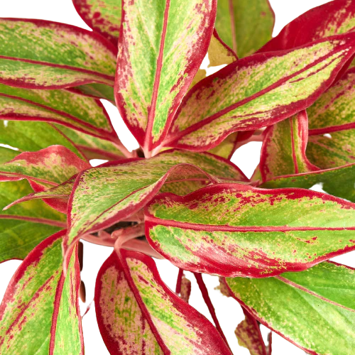 Chinese Evergreen 'Red Siam' - Fleurish Plant Care, LLC