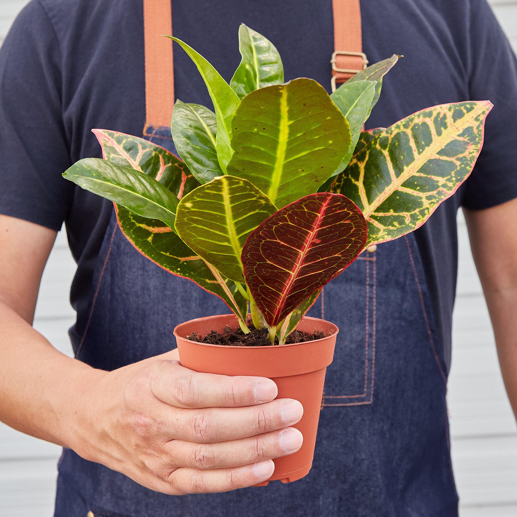 Croton Petra 'Joseph's Coat' - Fleurish Plant Care, LLC