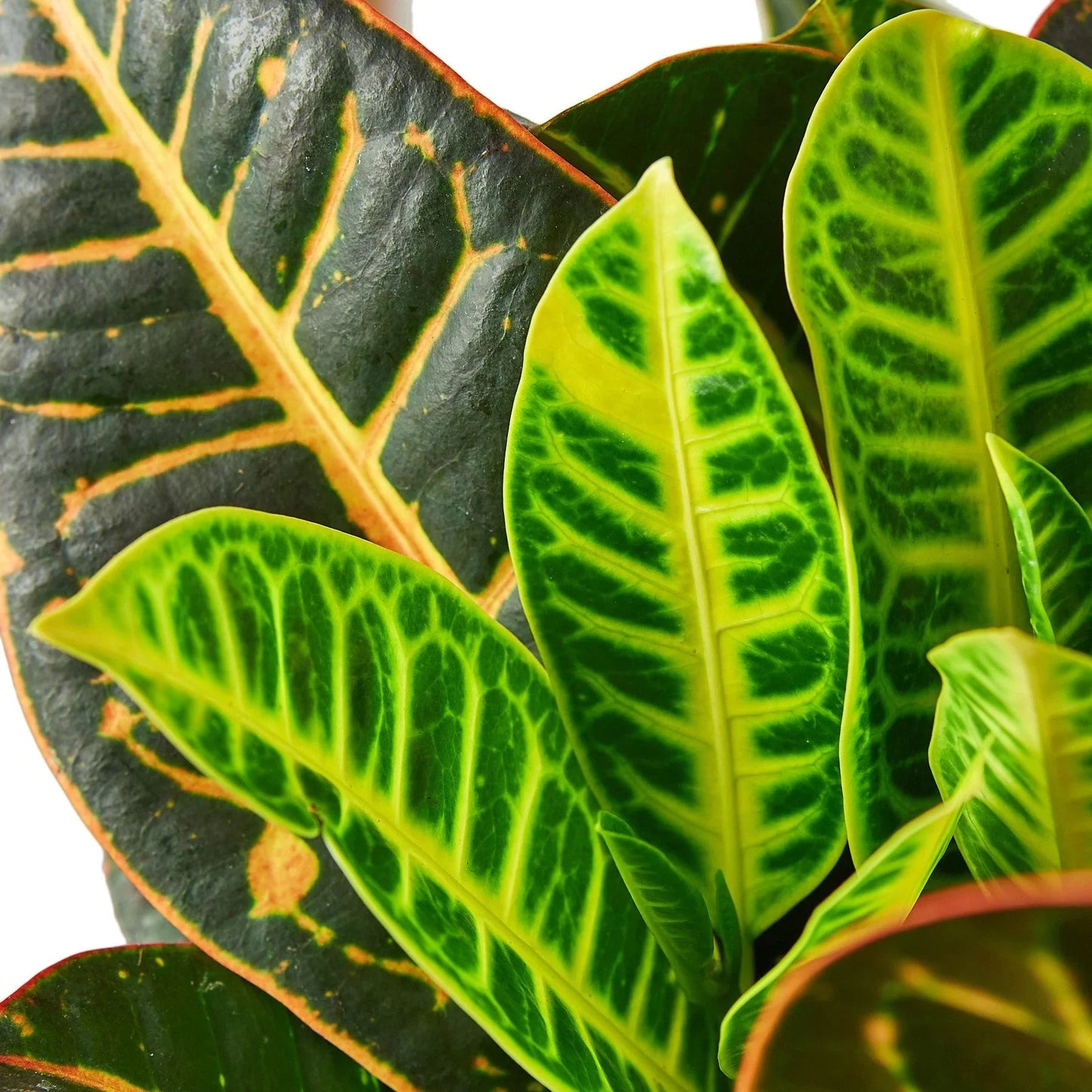 Croton Petra 'Joseph's Coat' - Fleurish Plant Care, LLC