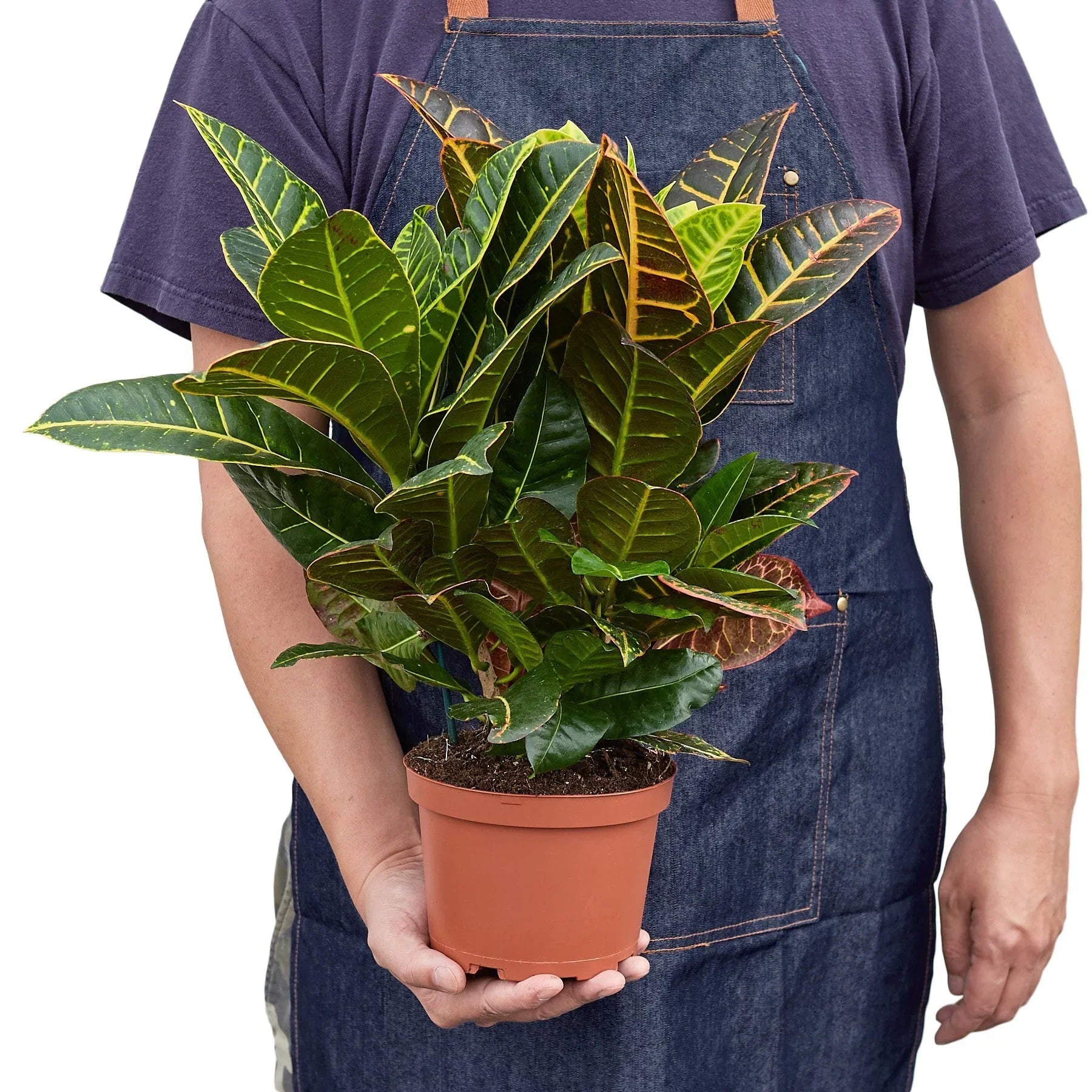 Croton Petra 'Joseph's Coat' - Fleurish Plant Care, LLC