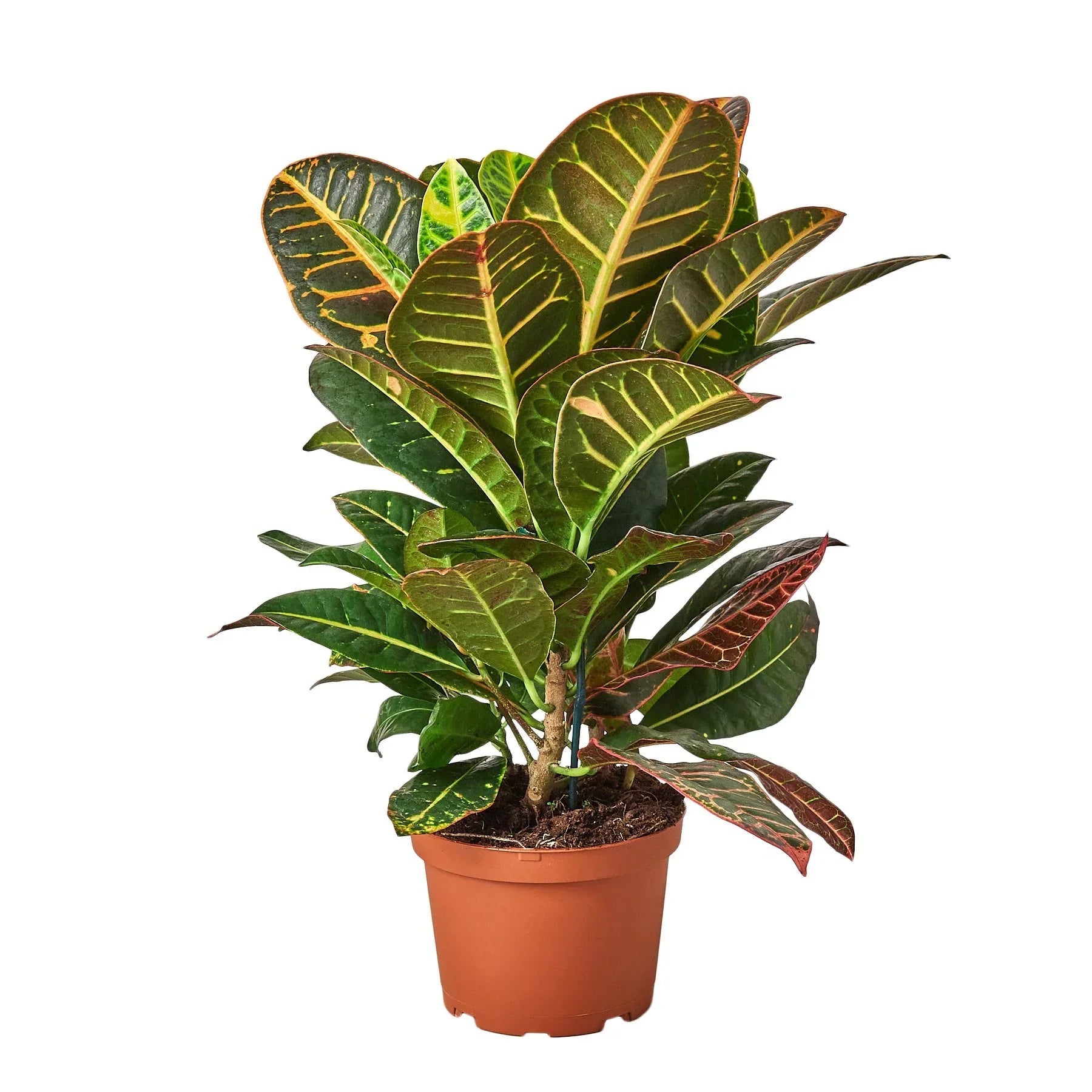 Croton Petra 'Joseph's Coat' - Fleurish Plant Care, LLC