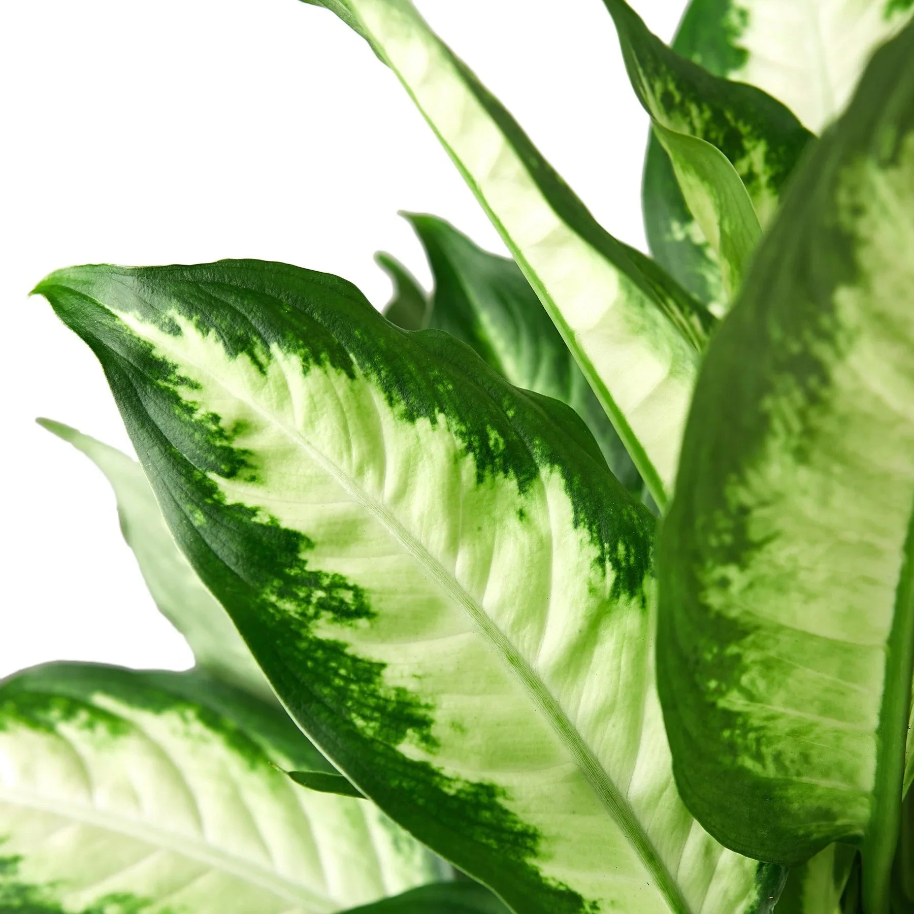 Dieffenbachia Camille - Fleurish Plant Care, LLC