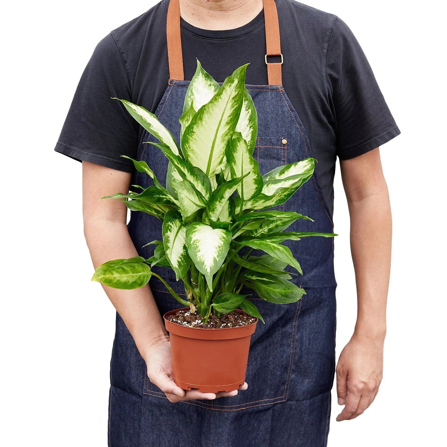 Dieffenbachia Camille - Fleurish Plant Care, LLC