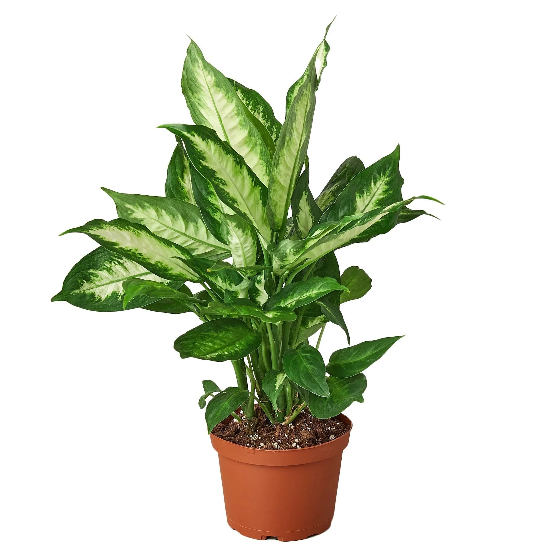 Dieffenbachia Camille - Fleurish Plant Care, LLC