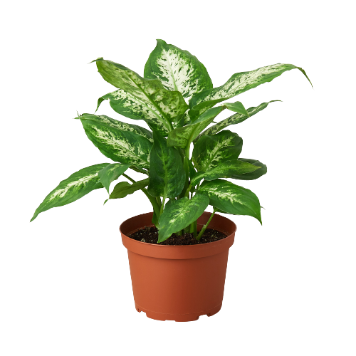 Dieffenbachia 'Tropic Snow' - Fleurish Plant Care, LLC