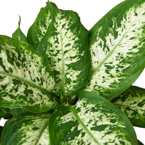 Dieffenbachia 'Tropic Snow' - Fleurish Plant Care, LLC