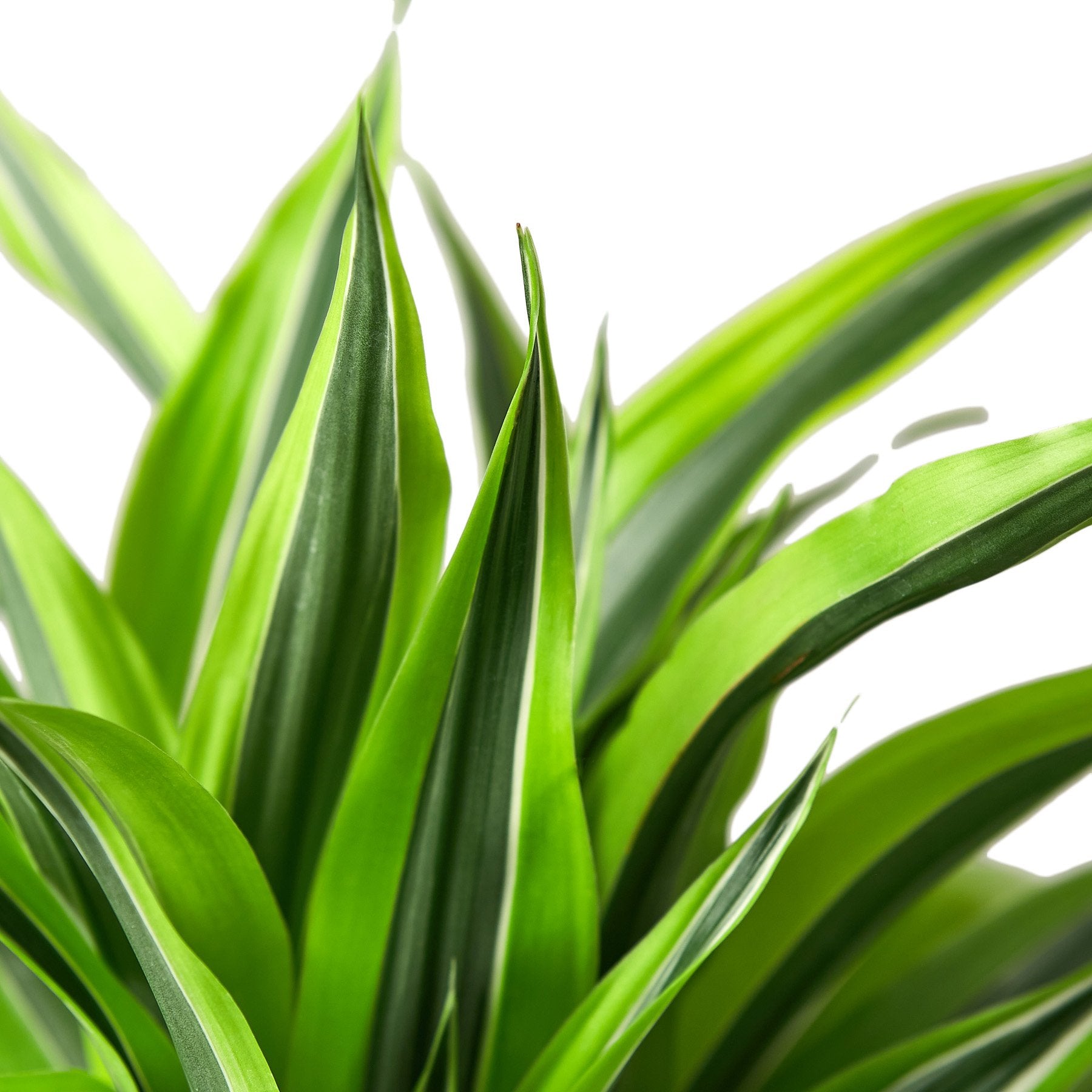 Dracaena Deremensis 'Lemon Lime' - Fleurish Plant Care, LLC