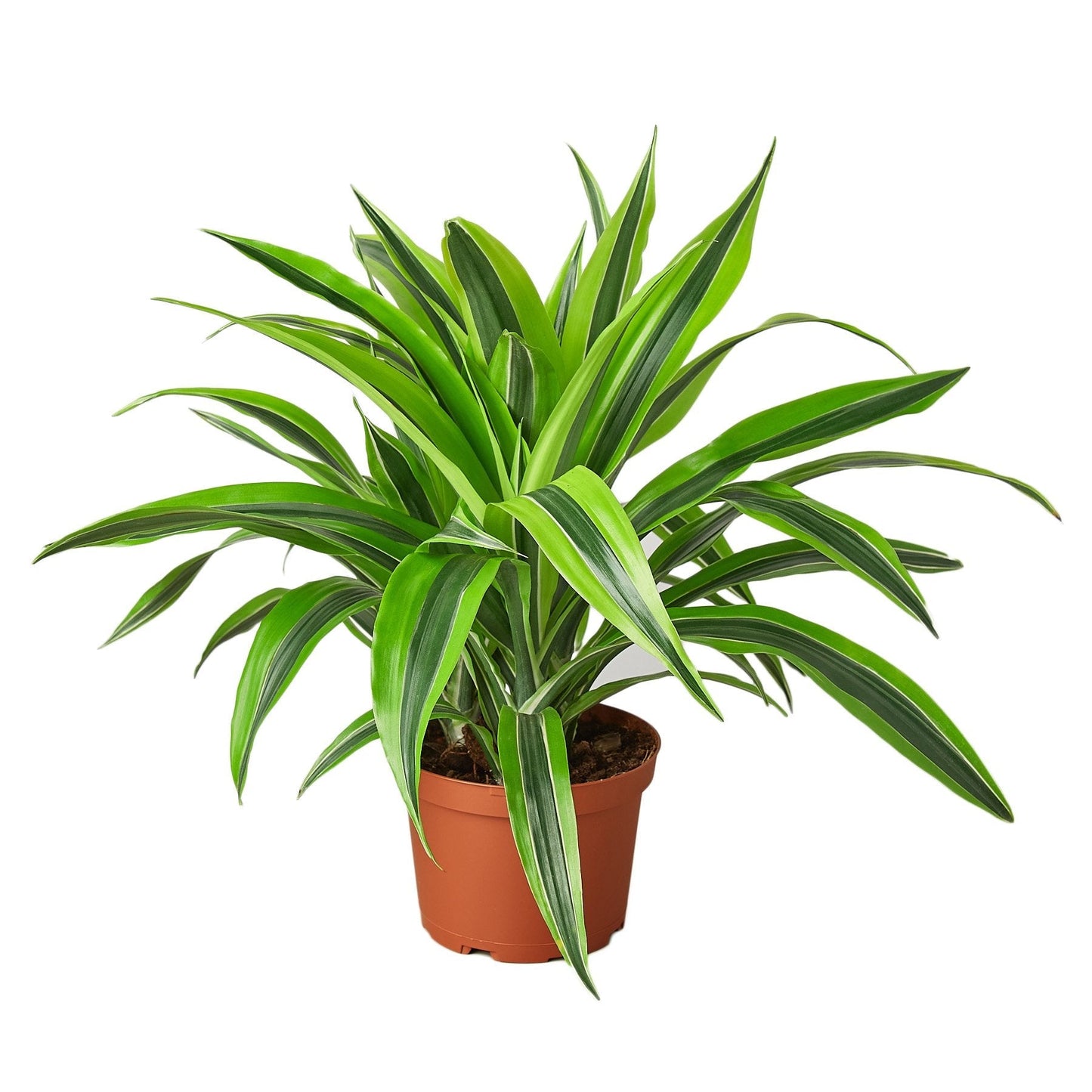 Dracaena Deremensis 'Lemon Lime' - Fleurish Plant Care, LLC