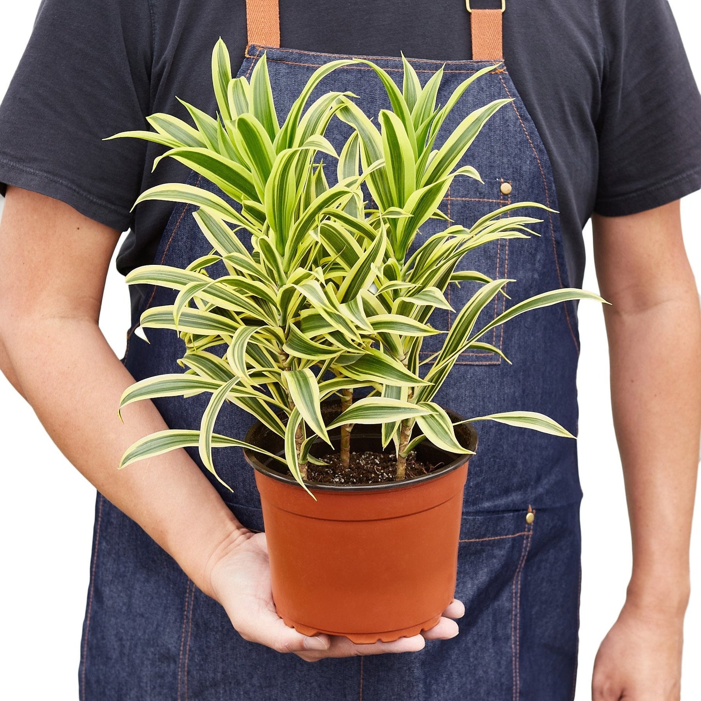 Dracaena 'Song of India' - Fleurish Plant Care, LLC