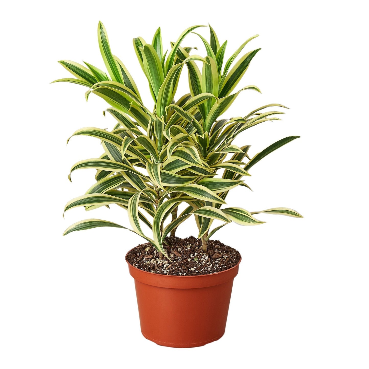Dracaena 'Song of India' - Fleurish Plant Care, LLC