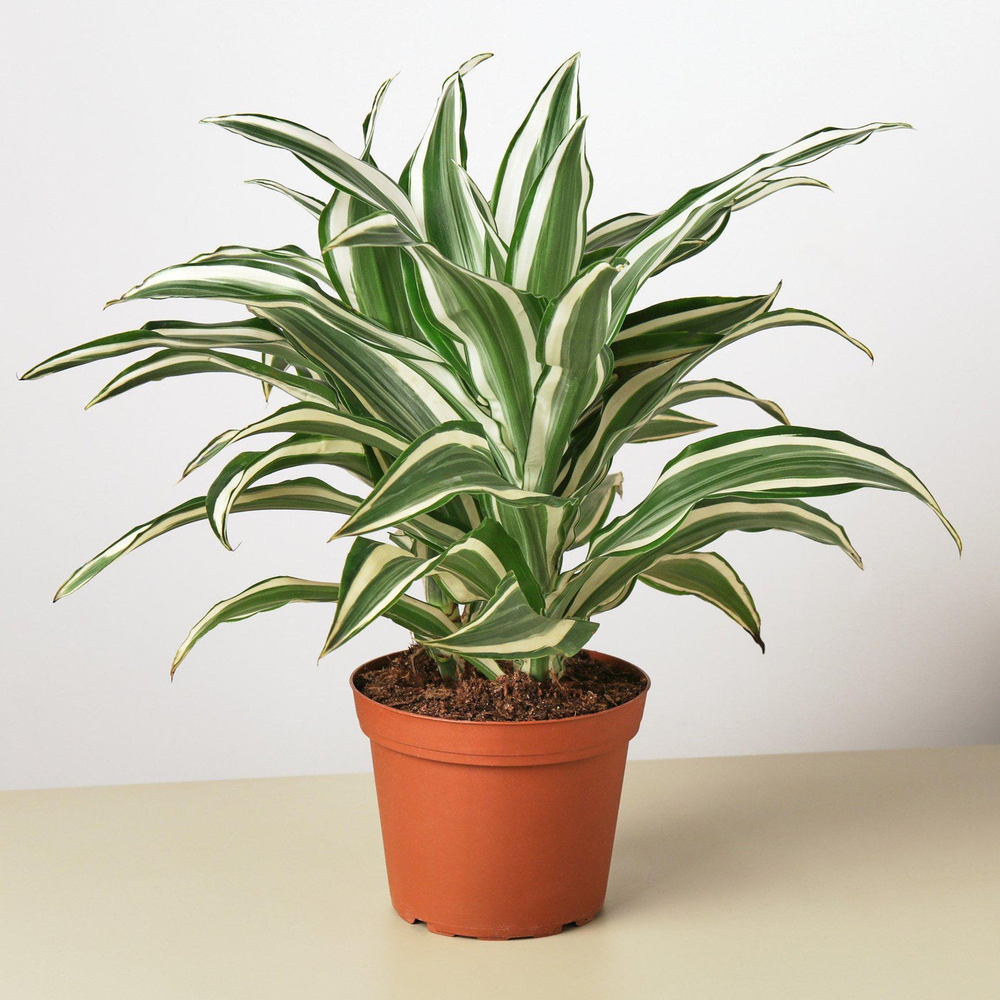 Dracaena 'Warneckii White Jewel' - Fleurish Plant Care, LLC