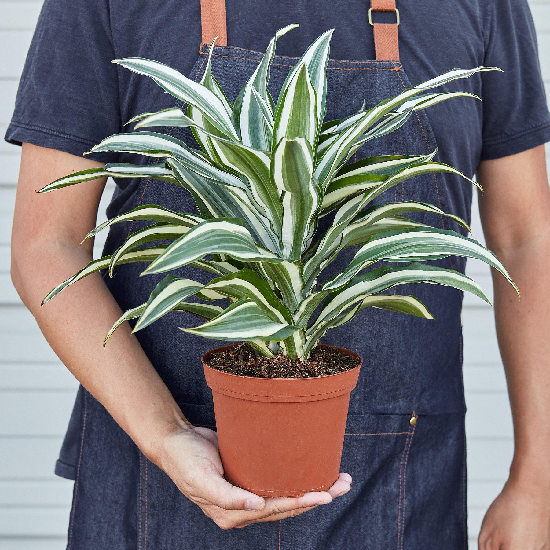 Dracaena 'Warneckii White Jewel' - Fleurish Plant Care, LLC