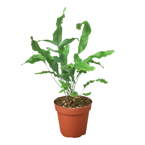 🐾Fern 'Blue Star'