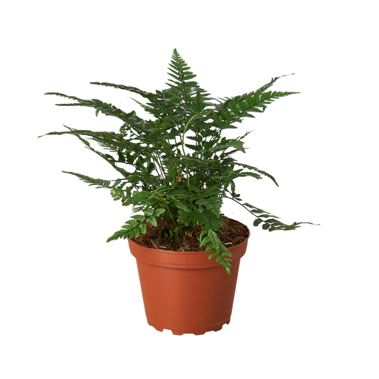 🐾"Korean Rock" Fern