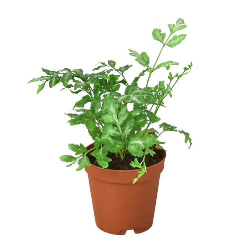 Fern 'Silver Lace' - Fleurish Plant Care, LLC