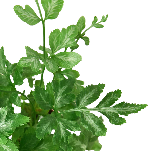 Fern 'Silver Lace' - Fleurish Plant Care, LLC