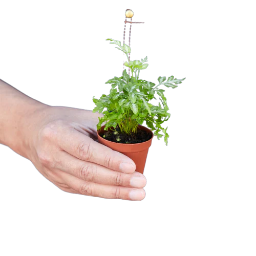 Fern 'Silver Lace' - Fleurish Plant Care, LLC