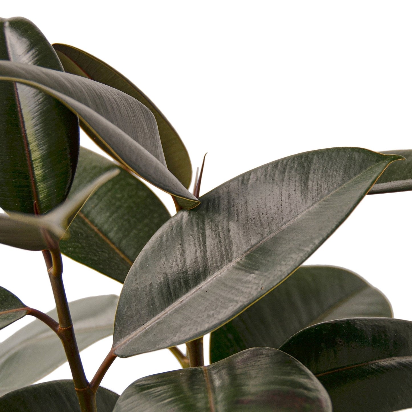Ficus Elastica 'Burgundy' - Fleurish Plant Care, LLC