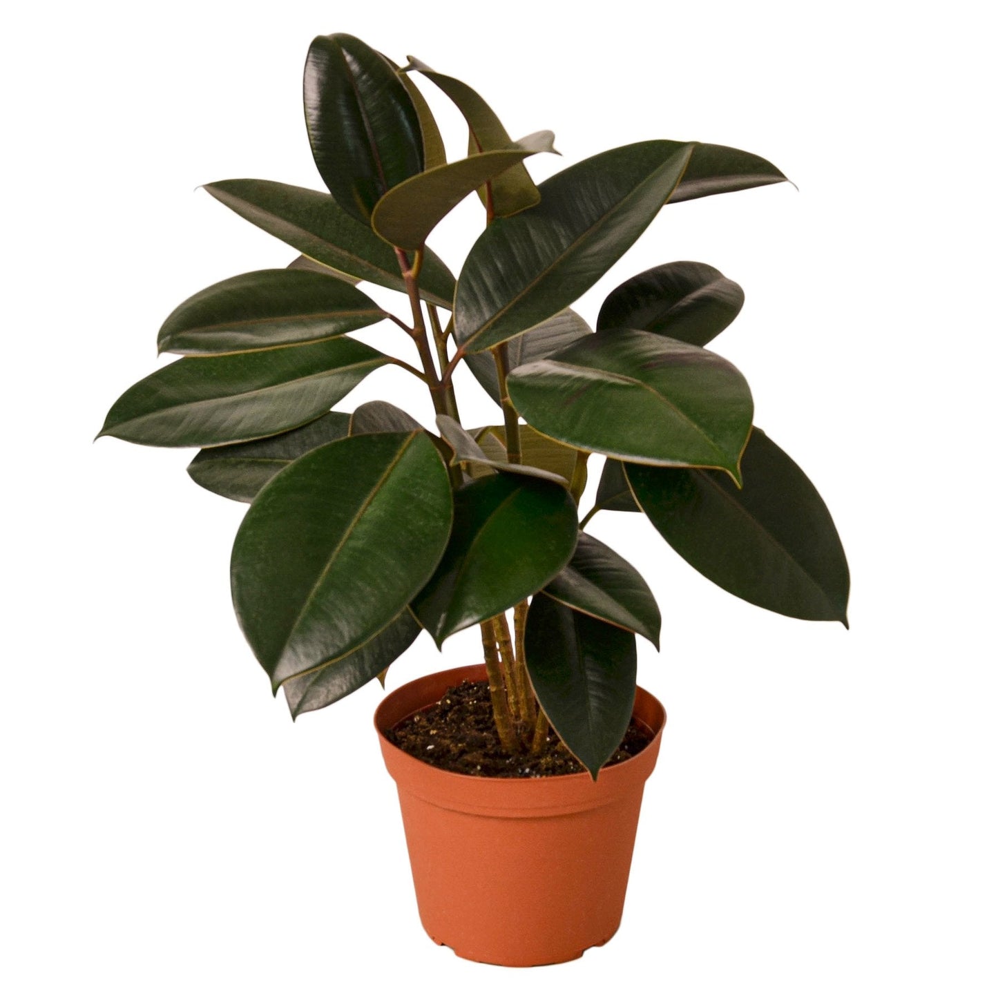 Ficus Elastica 'Burgundy' - Fleurish Plant Care, LLC