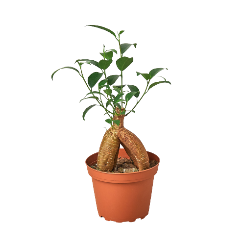 Ficus 'Ginseng' - Fleurish Plant Care, LLC