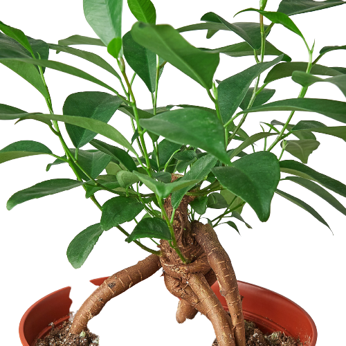 Ficus 'Ginseng' - Fleurish Plant Care, LLC