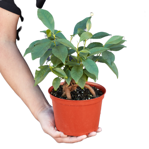 Ficus 'Ginseng' - Fleurish Plant Care, LLC