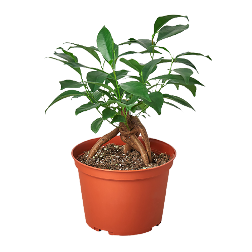 Ficus 'Ginseng' - Fleurish Plant Care, LLC