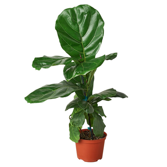 Ficus Lyrata 'Fiddle Leaf Fig' - Fleurish Plant Care, LLC
