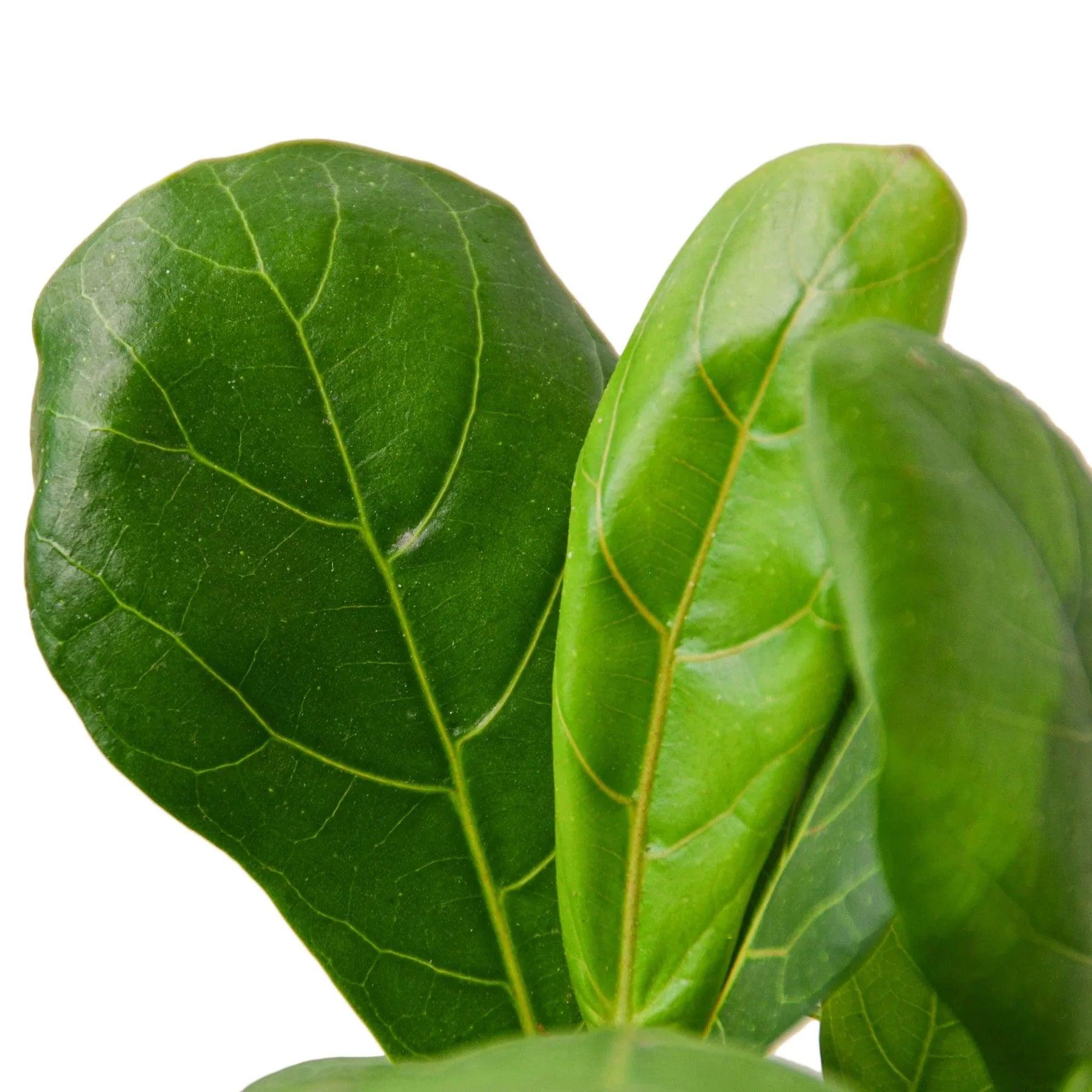 Ficus Lyrata 'Fiddle Leaf Fig' - Fleurish Plant Care, LLC