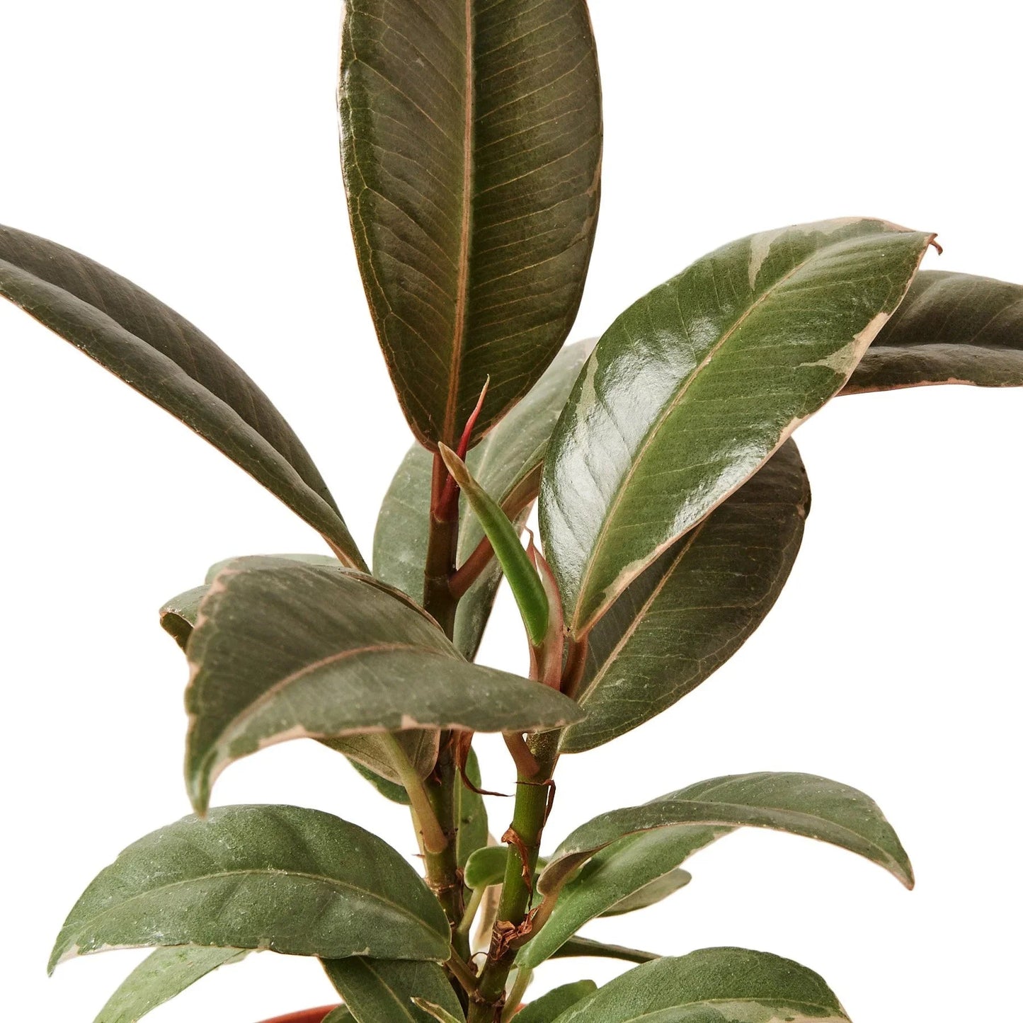 Ficus Elastica 'Tineke' - Fleurish Plant Care, LLC