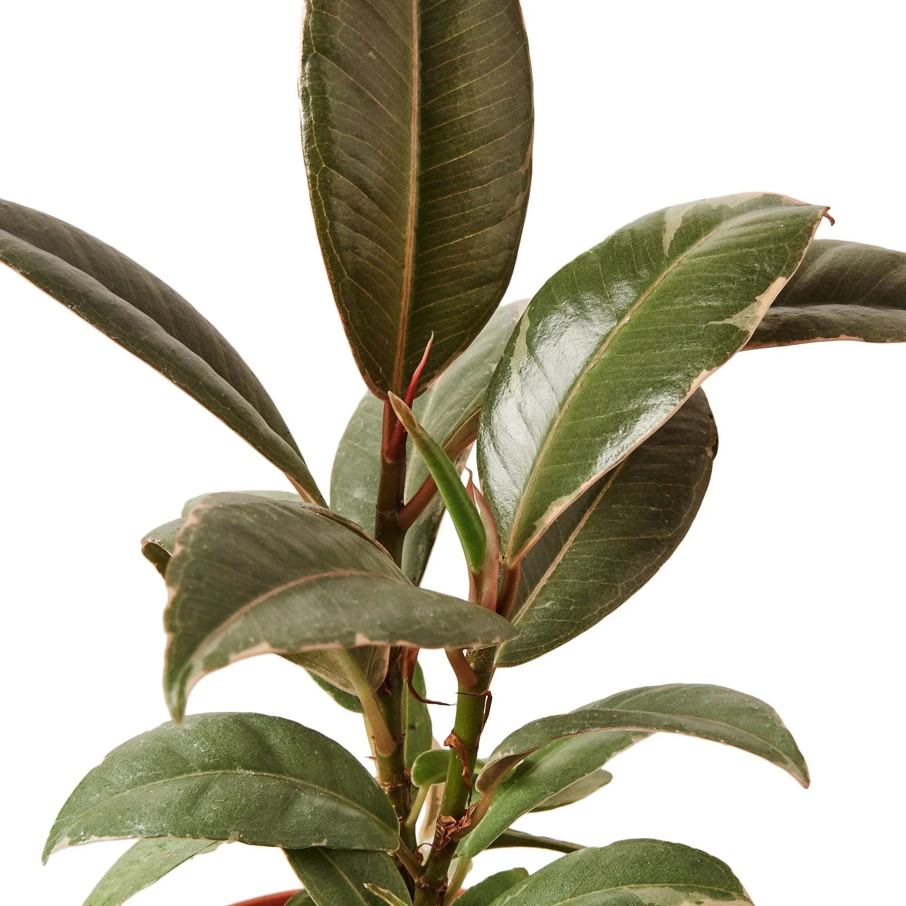 Ficus Elastica 'Tineke' - Fleurish Plant Care, LLC