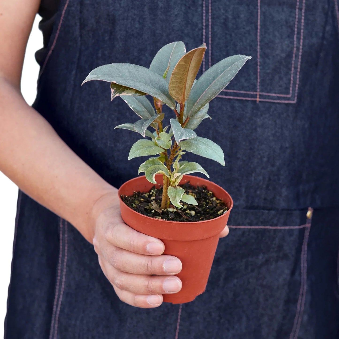 Ficus Elastica 'Tineke' - Fleurish Plant Care, LLC