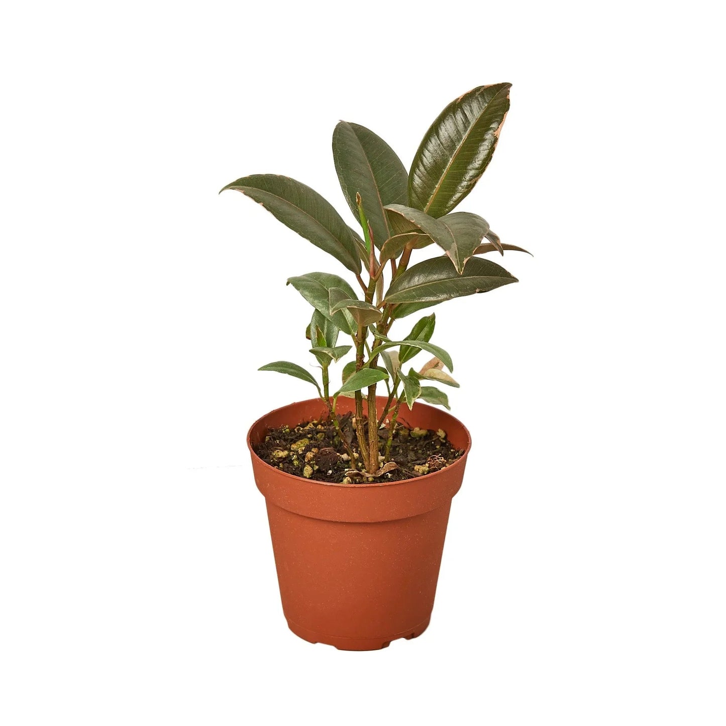 Ficus Elastica 'Tineke' - Fleurish Plant Care, LLC