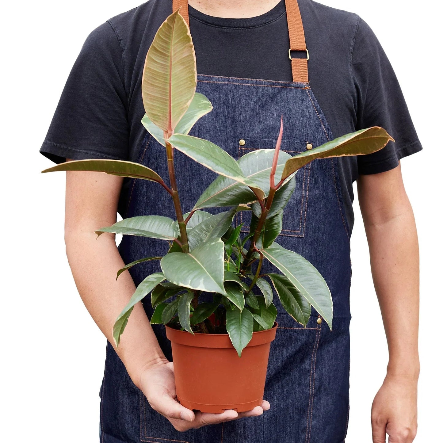 Ficus Elastica 'Tineke' - Fleurish Plant Care, LLC